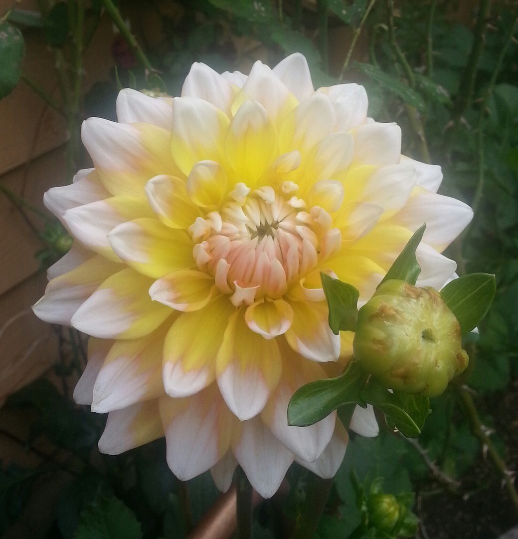  photo 20140718_104117-1_zpsiltlz10s.jpg